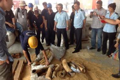 Lúng túng xử lý ngà voi